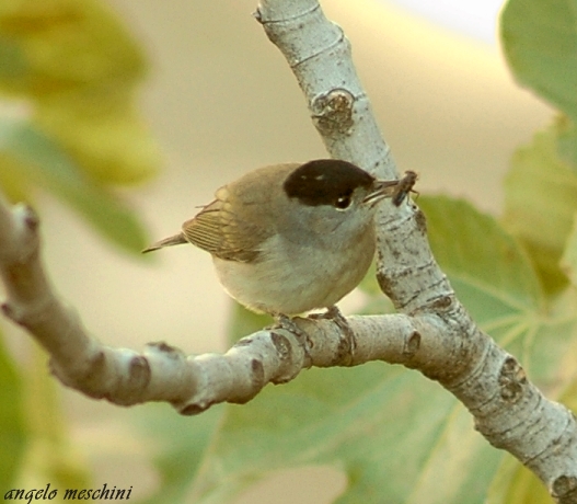 Capinera, Sylvia atricapilla. dieta nella stagione di mezzo.